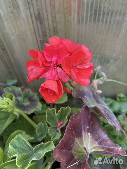 Герань пеларгония уличная и домашняя