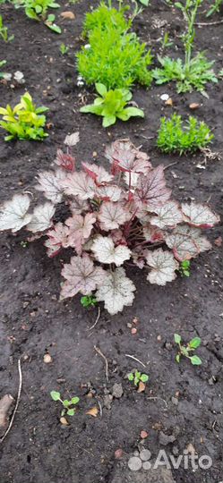 Садовые кустарники и цветы