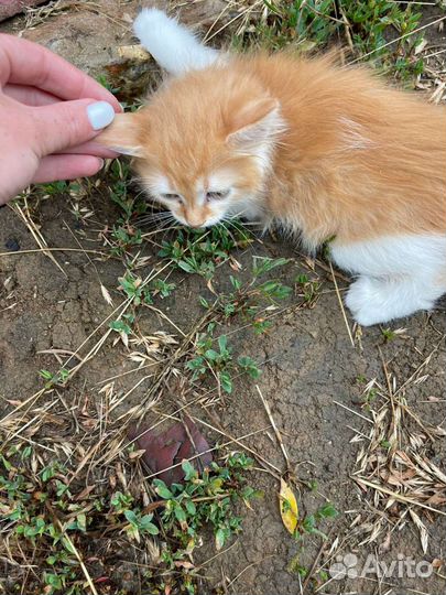 Котенок девочка. Очень нужен дом Доставка