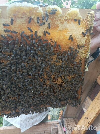 Ульи с пчелами