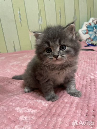 Британская кошка