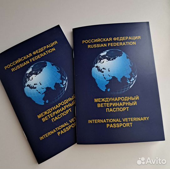 Померанский шпиц мраморного окраса