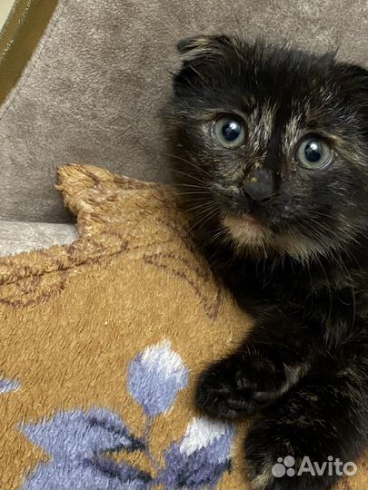 Шотландский котенок