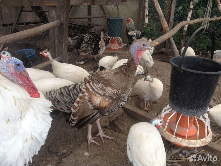 Семья индюков