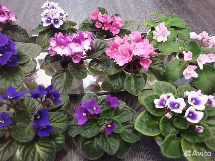 Фиалка первое цветение розовая белая фиолетовая