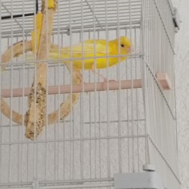 Конарейка самец