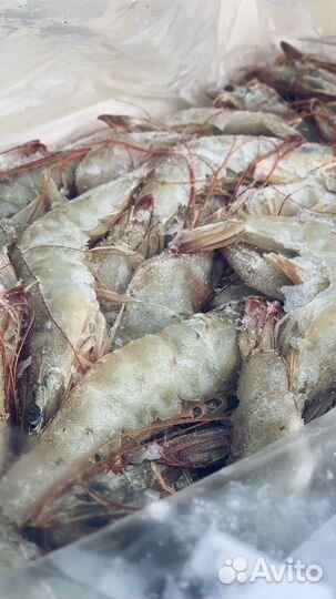 Королевские креветки (не варёные)