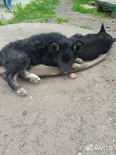 Собака овчарка