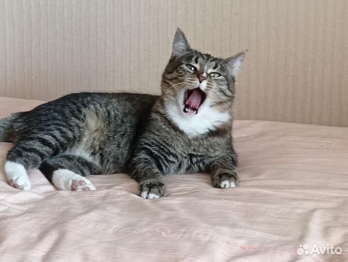 Большеглазая полосатая кошечка ищет дом