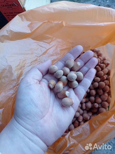 Орех лещина