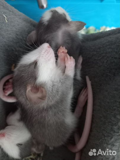 Крысята дамбо