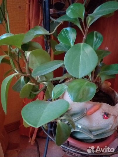 Продам цветы комнатные