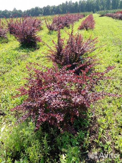 Саженцы Барбарис Тунберга Atropurpurea (Атропурпу