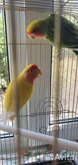 Неразлучники. Пара