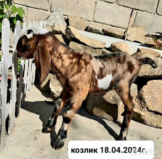 Англо нубийские козы