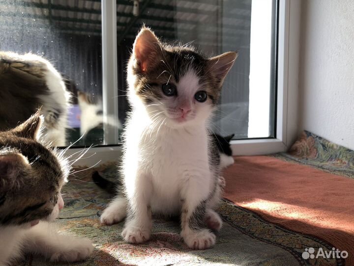 Котята в добрые руки