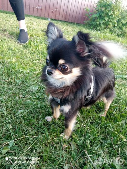 Вязка чихуахуа