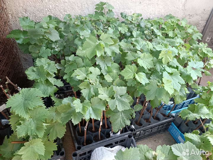 Саженцы винограда