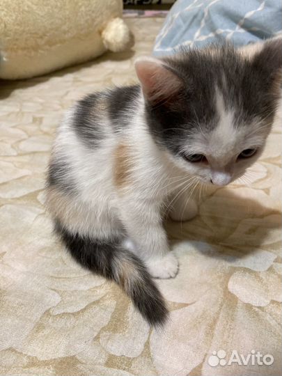 Котенок девочка