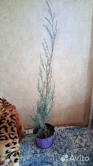 Можжевельник (редкий вид)