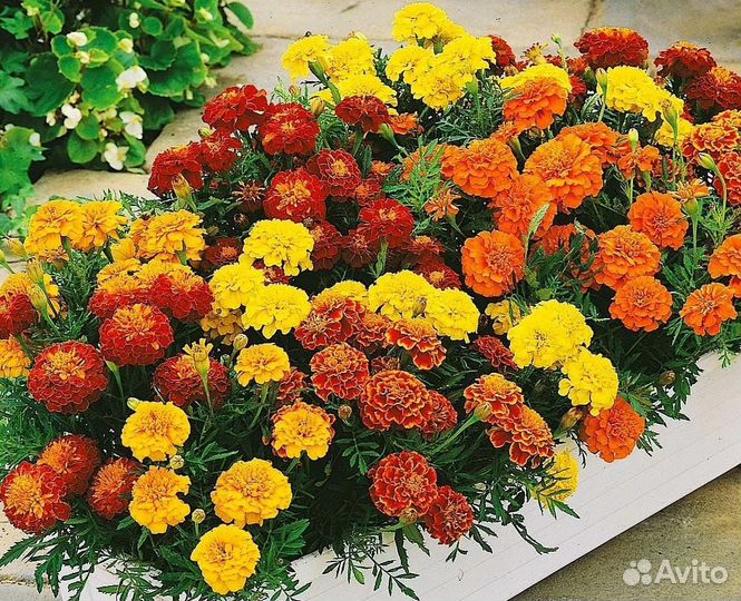 Бархатцы низкорослые