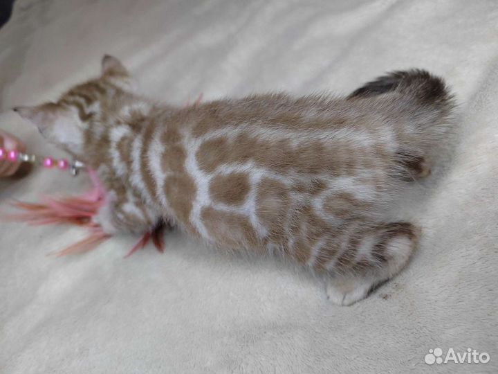 Бенгальский котенок