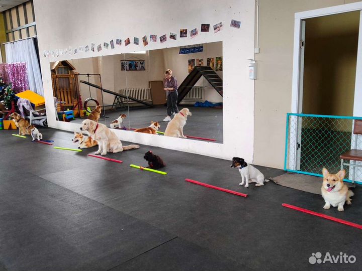 Кинолог. Дрессировка собак