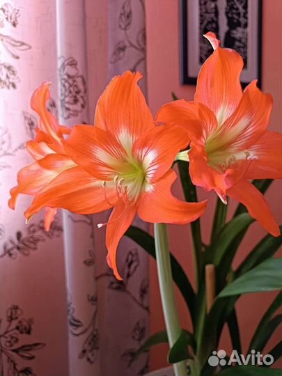 Гипиаструм (детки)