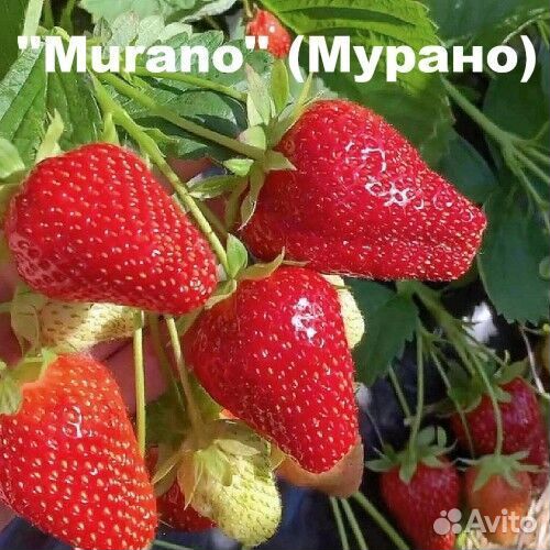 Клубники саженцы : Сенсация,Мурано и Фестивальная