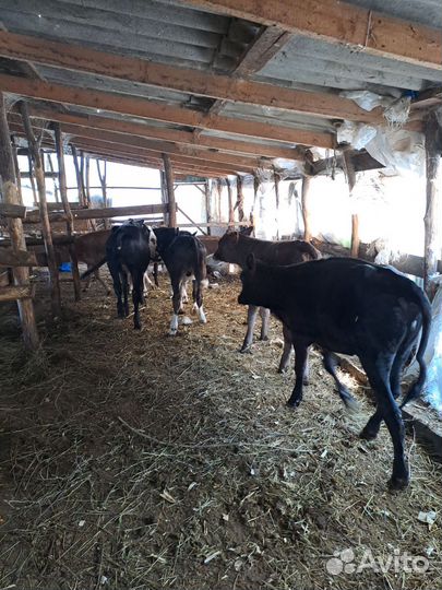 Бычки тёлки 6-7 месяцев были на подсосе