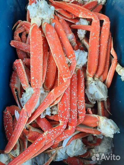 Краб парной