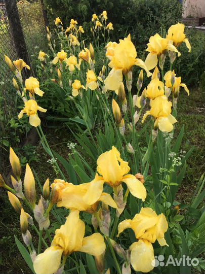 Ирисы сортовые