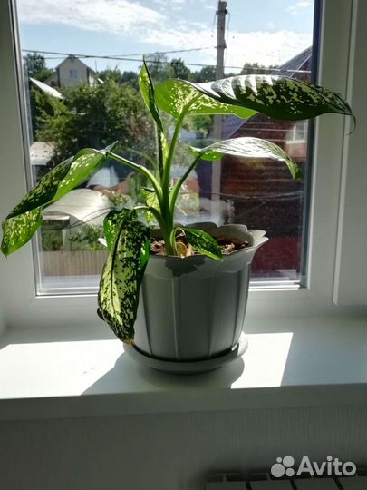 Диффенбахия