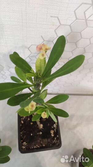 Комнатное растение цветущее молочай Миля