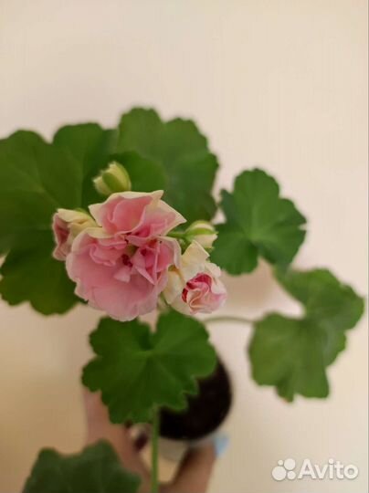 Пеларгония черенок Юв Рапунцель