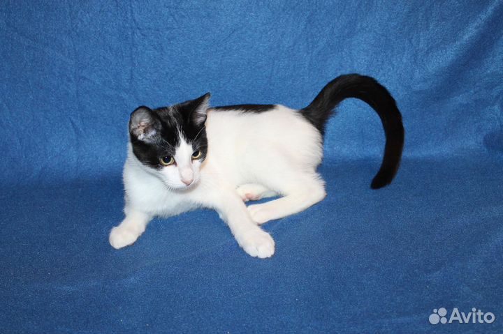 Котёнок-подросток Гек ищет дом