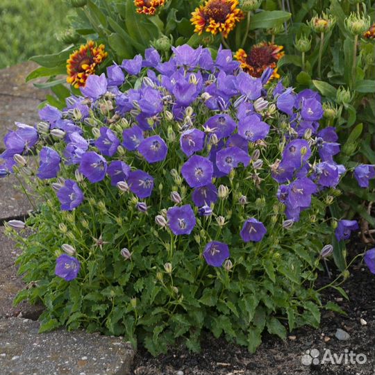 Цветы многолетники