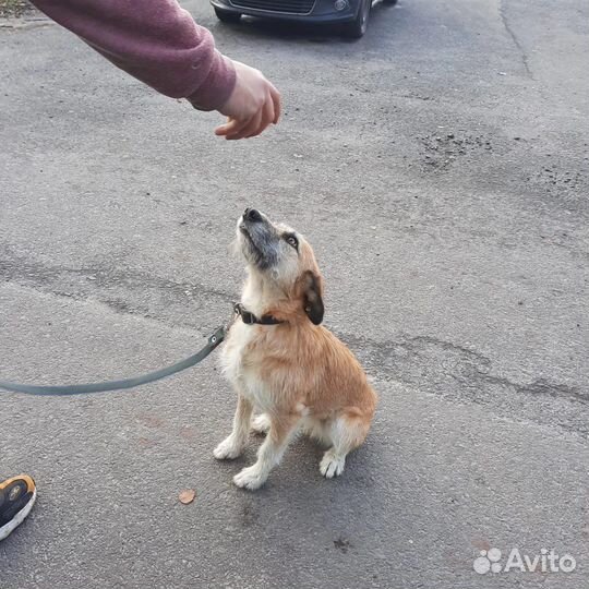 Собака в добрые руки