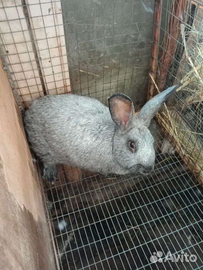 Кролики Полтавское серебро