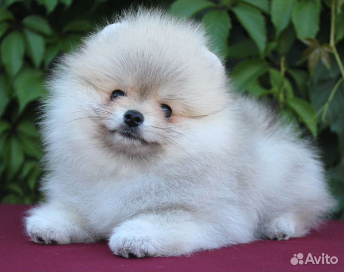 Очаровательные малышки померанского шпица