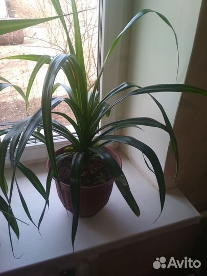 Цветок Пандан (разные)