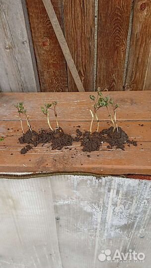 Хохлатка розовая