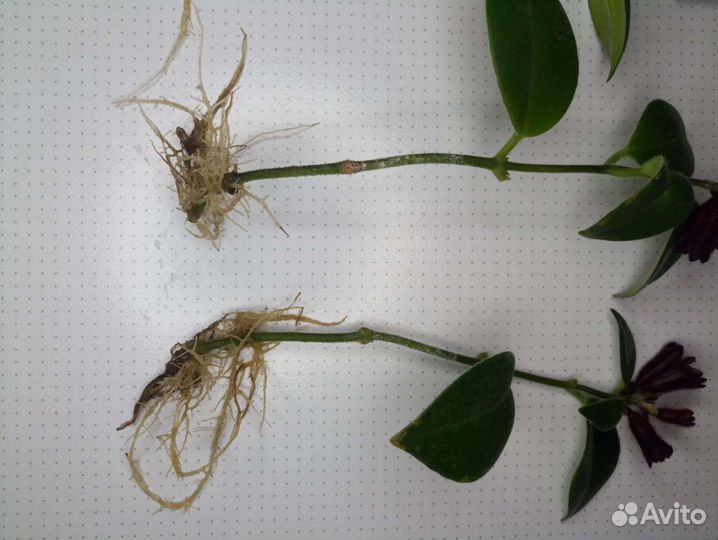 Эсхинантус Мона Лиза