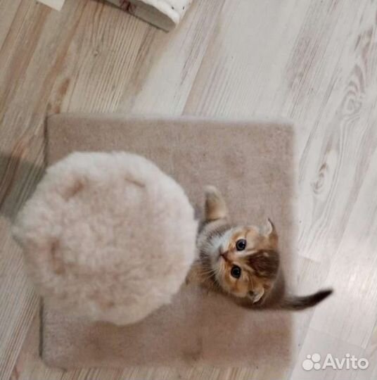 Шотландские вислоухие котята