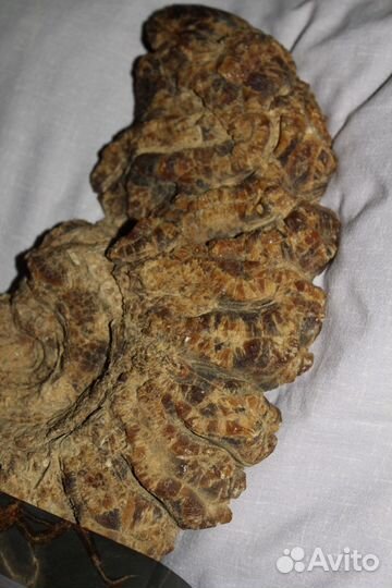 Аммонит, Очень Большой