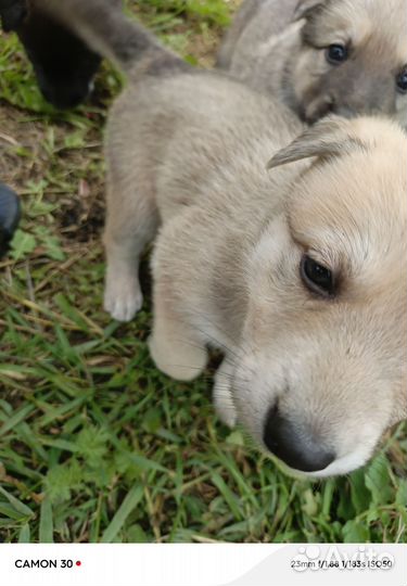 Отдаю бесплатно