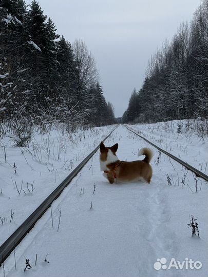 Вельш-корги пемброк вязка
