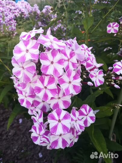 Садовые цветы, флоксы метельчатые