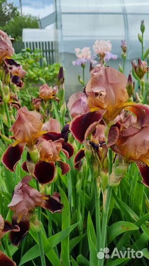 Ирисы
