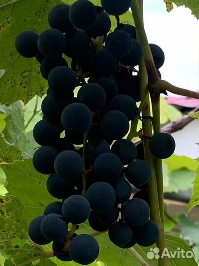 Виноград домашний сорт Альфа на вино еду